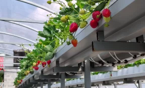 Кузбасский фермер рассказал о планах выращивать до 2 тонн клубники в год