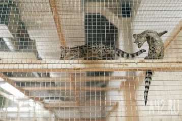 Фото: Зоозащитница создала петицию против размещения контактных зоопарков в ТЦ 1