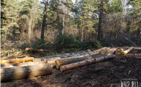 Предприниматель заплатит 951 000 рублей за незаконную рубку леса в Кузбассе