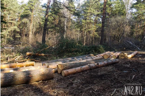 Предприниматель заплатит 951 000 рублей за незаконную рубку леса в Кузбассе