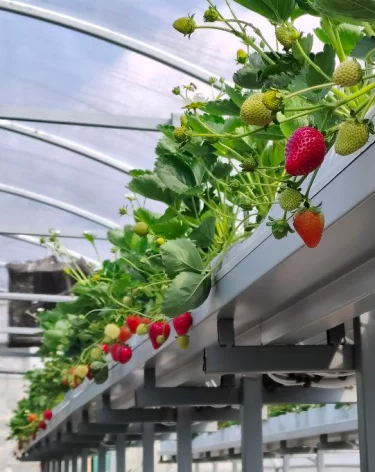 Кузбасский фермер рассказал о планах выращивать до 2 тонн клубники в год