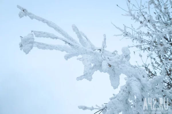 В разных районах Москвы из-за снегопада и ветра упали 50 деревьев