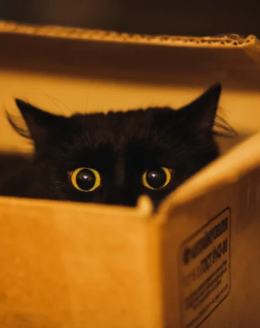 В Госдуму внесли законопроект о норме жилплощади для содержания животных