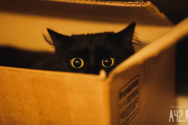 В Госдуму внесли законопроект о норме жилплощади для содержания животных