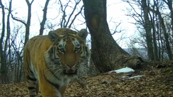 Фото: В Приморье застрелили амурского тигра. Тушу животного нашёл высокопоставленный охотник 1