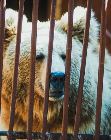 В Индии медведь ворвался в здание школы и утащил ученика из класса 