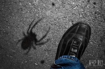 Фото: Кемеровчане напуганы полчищами больших пауков в центре города 1