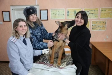 Фото: Четыре щенка немецкой овчарки уехали из Кузбасса искать преступников в Хакасии 2