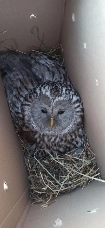 Фото: В Кузбассе спасли и отправили на лечение краснокнижную сову 1