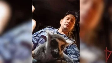 Фото: Экзотический «хулиган»: в Москве силовики спасли лемура, нападавшего на машины и прохожих  1