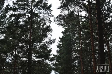 Фото: Очевидцы: в Шерегеше вырубают деревья под новую горнолыжную трассу 1