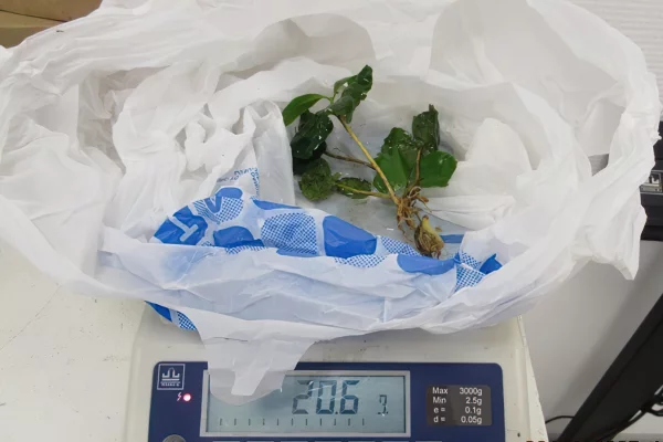 Не прошла таможню: туристка привезла в Кузбасс из Вьетнама саженцы кофейного дерева