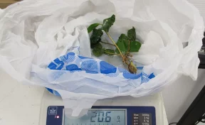 Не прошла таможню: туристка привезла в Кузбасс из Вьетнама саженцы кофейного дерева