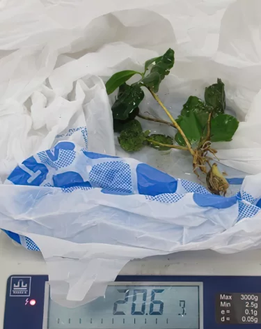 Не прошла таможню: туристка привезла в Кузбасс из Вьетнама саженцы кофейного дерева