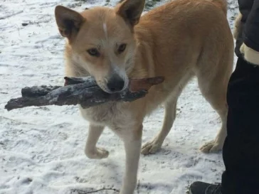 Фото: В Кировском районе Кемерова потерялась собака 2
