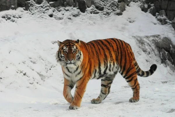 Ленинградский зоопарк сообщил о смерти 16-летнего тигра Амадея