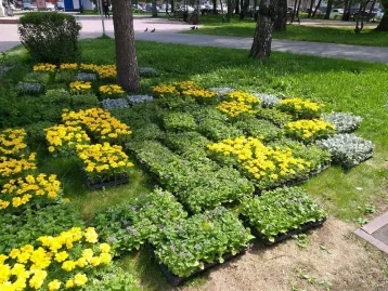 Фото: В Кемерове началась высадка цветов на клумбы 6
