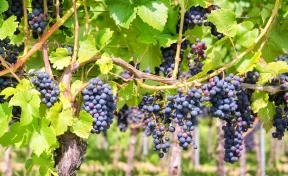 Россельхозбанк оценил потенциал инвестиций в закладку виноградников в 500 млрд рублей 