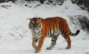 Ленинградский зоопарк сообщил о смерти 16-летнего тигра Амадея