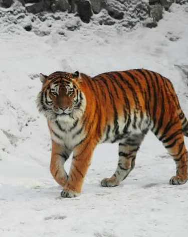 Фото: <a href=https://vk.com/wall-708996_59379?t2fs=f090c4fc54850ab1f5_3>Ленинградский зоопарк</a> / ВК