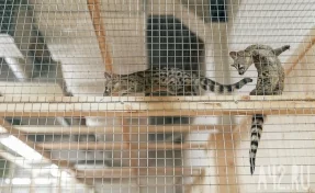 Зоозащитница создала петицию против размещения контактных зоопарков в ТЦ