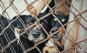 Жители Белова рассказали о жестоком обращении с животными в одном из незаконных приютов
