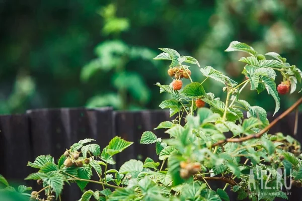 Жертвами мошенников стали дачники: пик ожидается в июне из-за борщевика