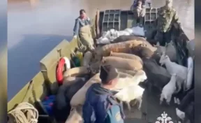 В Оренбургской области спасатели эвакуировали стадо коз и свиней, которые оказались на отрезанном водой острове