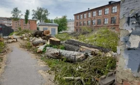 В Кемерове 8 авариных тополей рядом с техникумом спилили по решению суда