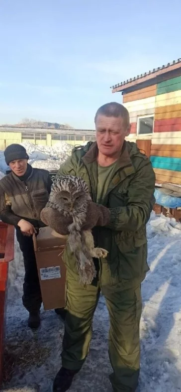 Фото: В Кузбассе спасли и отправили на лечение краснокнижную сову 2