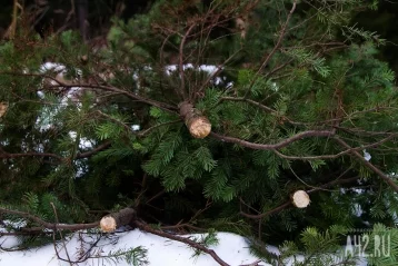 Фото: Чёрные лесорубы в погоне за новогодними ёлками нанесли ущерб почти в полмиллиона рублей в Кузбассе 1
