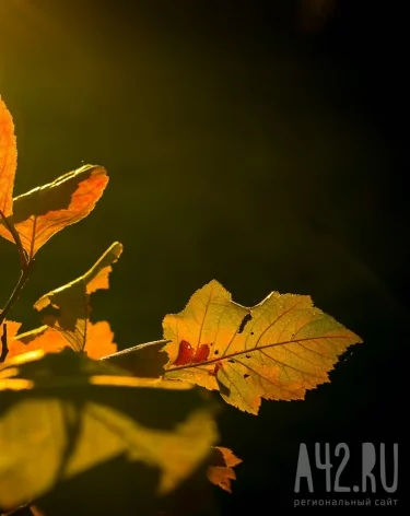 Фото: A42.RU