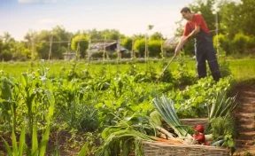 Россельхозбанк: к 2030 году жители городов России будут съедать в среднем 12 кг свежей зелени в год