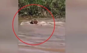 В Бразилии битва аллигатора и ягуара попала на видео