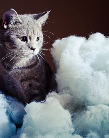 В Новосибирске женщине вернули кота, который два месяца назад убежал из переноски