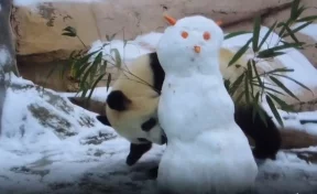 Набросившаяся на снеговика панда из Москвы умилила пользователей Сети