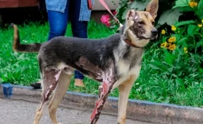 В Кузбассе ищут дом щенку, которого облил бензином и поджёг хозяин
