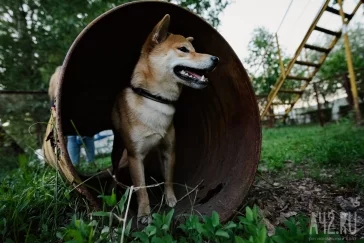 Фото: Собачья радость: тест площадок для выгула животных в Кемерове  31