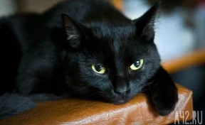 «Орёт от голода»: кузбассовцы спасают кота, запертого в квартире без еды и воды на неделю