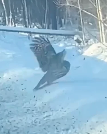 Фото, видео: <a href=https://t.me/mvd_38/13507>ГУМВД по Иркутской области</a>/Telegram