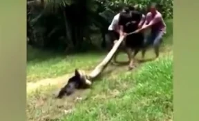 В Бразилии люди спасли собаку от анаконды
