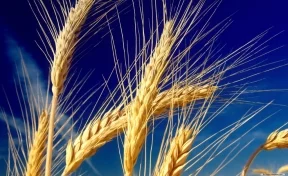Российские учёные вывели сорт диетической пшеницы