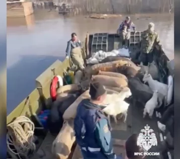 Фото: В Оренбургской области спасатели эвакуировали стадо коз и свиней, которые оказались на отрезанном водой острове 1