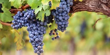 Фото: РСХБ: по итогам 2021 года экспорт вина из России вырастет минимум на 30% 1