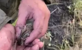 В Кузбассе пожарные спасли птенца из горящей травы