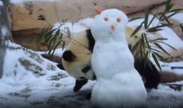 Фото: Набросившаяся на снеговика панда из Москвы умилила пользователей Сети 1