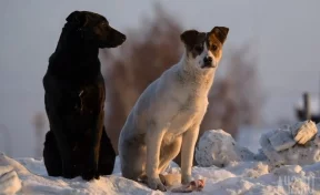 Уральский депутат предложил отправлять в зону СВО агрессивных бездомных собак