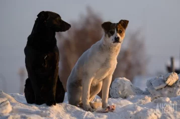 Фото: В Новокузнецке бездомные собаки попали в капкан и серьёзно повредили лапы 1