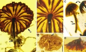 Учёные обнаружили доисторические мухоморы в кусочках янтаря