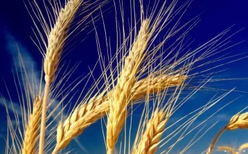 Фото: Российские учёные вывели сорт диетической пшеницы 1